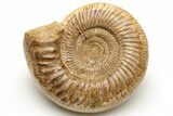 Jurassic Ammonite (Perisphinctes) - Madagascar #227590-1